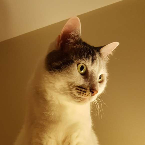 Meet your Posher, Perlumia - Picture 1 of 1